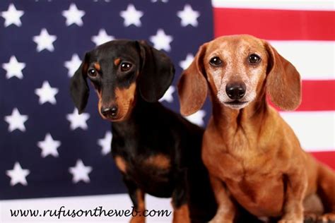 Happy 4th of July. Please keep your doxies safe during this very loud