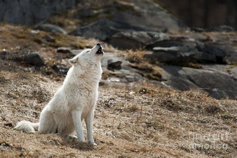 Arctic Wolf Howling Photograph By Wolves Only