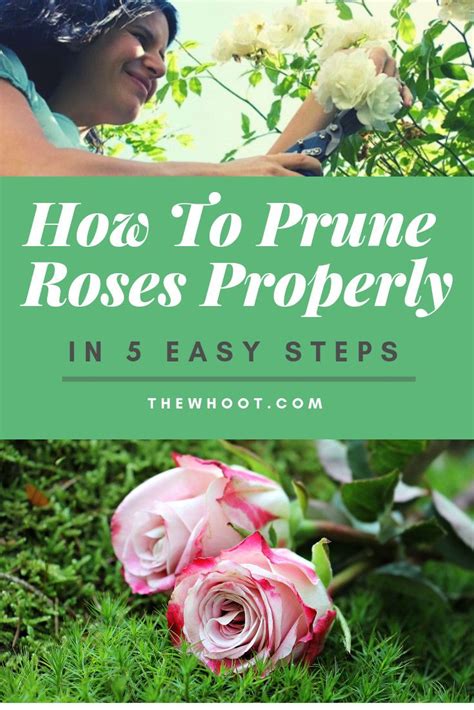 How To Prune Roses Properly Video The Whoot When To Prune Roses
