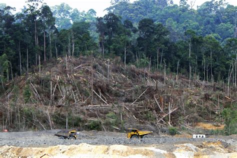 Deforestationinborneo Wikimedia Commons Earth Buddies