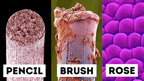 Everyday Objects Under An Electron Microscope Youtube
