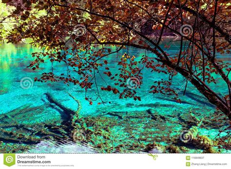 Lake And Trees In Jiuzhaigou Valley Sichuan China Stock Image Image
