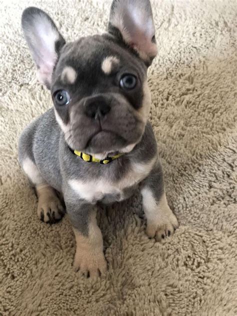 The key issue with this particular dog's face is that we humans have created a dog with a very yes, their health issues are expensive. Buy French Bulldog Online | Buy French Bulldog Dogs and ...