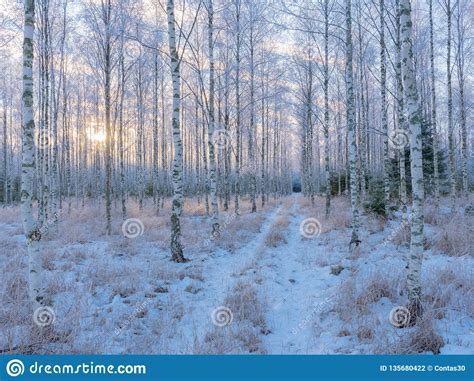 Birch Tree In Winter Stock Photo Image Of Countryside 135680422