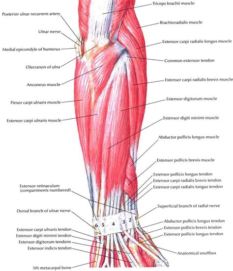 Forearm Muscles Structure Injuries Veins And Exercise Muscleseek