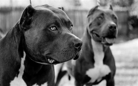 pit bulls of vancouver