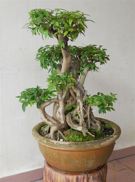 Membentuk pokok bunga kertas bougenville menjadi bonsai. *: Keunikan BONSAI, kreativiti pemiliknya