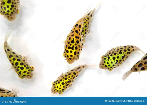 Close Up Group Of Green Spotted Puffer Fish Isolated On White