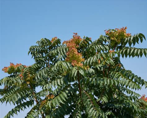What is Tree of Heaven & How to Control It in Your Garden | Yates