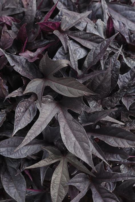 These can be mixed with many other basket and bedding plants to make a. Ipomoea batatas Sweet Caroline Raven Imp | Lucas Greenhouses