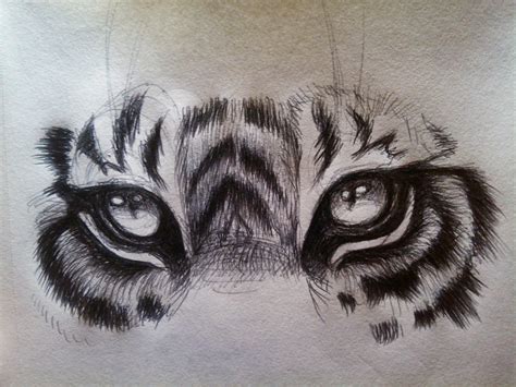 Tiger Eye Drawing At Paintingvalley Com Explore Collection Of Tiger