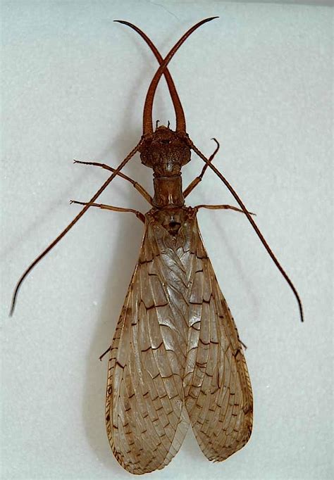 Field Biology In Southeastern Ohio Silk Moths Neuroptera