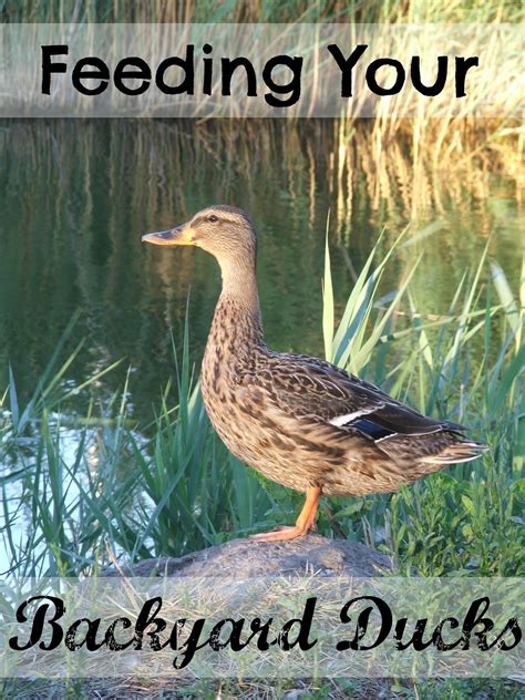 Feeding your Backyard Ducks | Backyard ducks, Chickens backyard, Pet ducks