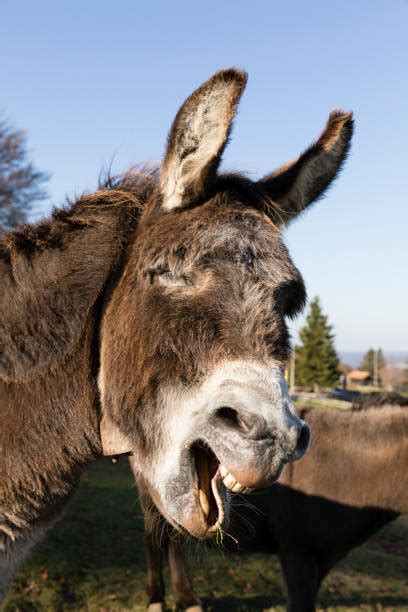 Best Donkey Teeth Stock Photos Pictures And Royalty Free Images Istock