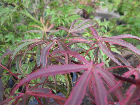Japanese maples—especially weeping varieties—are vulnerable to breakage from heavy snow loads, so shake or brush the trees off regularly throughout. Victoria Gardens: The many shades of 'Shirazz' : 20% off ...