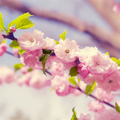 Peach Flowers Wallpaper Wallpapersafari