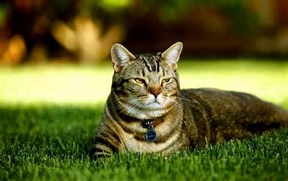 Cat Lawn Cool Fat Wallpapers Animal Animals