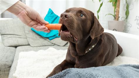 Can Dogs Eat Carrots Everything You Need To Know Pawlicy Advisor