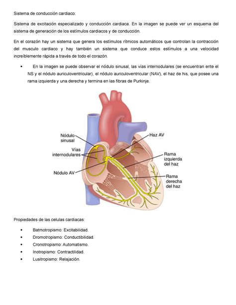 Sistema De Conducción Cardiaco Sistema De Conducción Cardiaco Sistema De Excitación