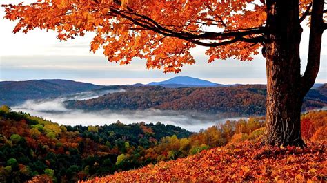 Autumn Serenity Hills Forest Fall Tree Leaves Colors Landscape