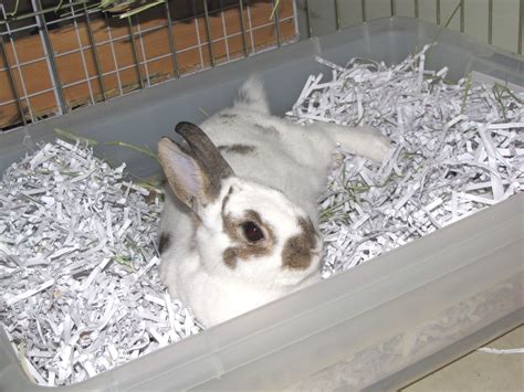 You Searched For Litter Training Budgetbunny Bunny Cages Pet