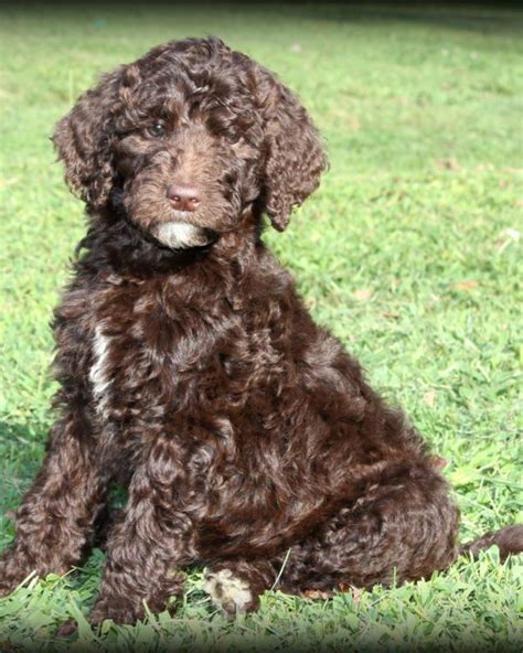 Our goldador puppies are cream in color with short, soft luxurious coats (resembling the labrador) and jet black pigment. Female Poodle Puppy For Sale (2) - Man's Best Friend