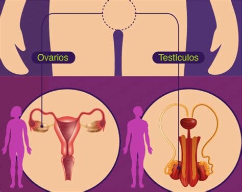 Sistema Nervioso Y Reproductivo Mindmap Hot Sex Picture