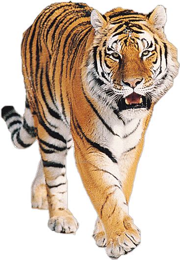 Tiger Png Image Purepng Free Transparent Cc0 Png Image Library Images