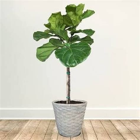 Check spelling or type a new query. Jual PROMO!! Tanaman Biola Cantik Fiddle Leaf Fig Pohon ...