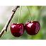Cherry Varieties – CherryHill Orchards