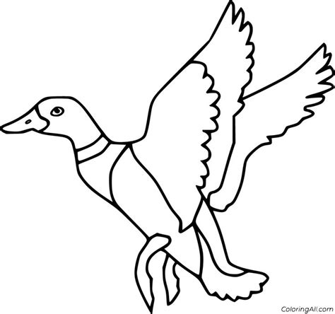 Free Printable Mallard Duck Coloring Pages In Vector Format Easy To