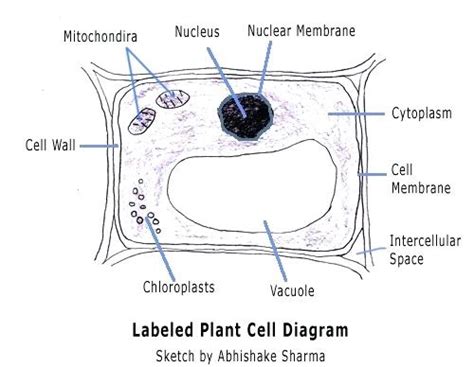 See more ideas about plant cell diagram, cell diagram, plant cell. Animal Cell Sketch at PaintingValley.com | Explore ...