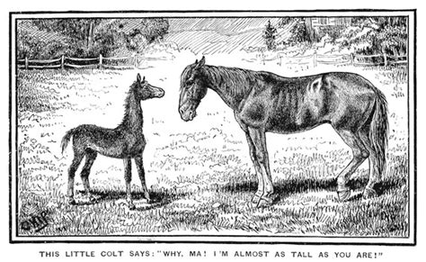 Mare And Foal Drawing
