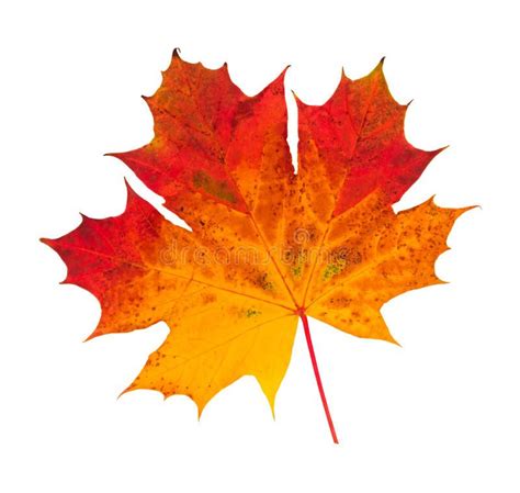 Autumn Leaf. A maple Leaf in autumn , #Affiliate, #Leaf, #Autumn, #autumn, #maple #ad | Autumn ...