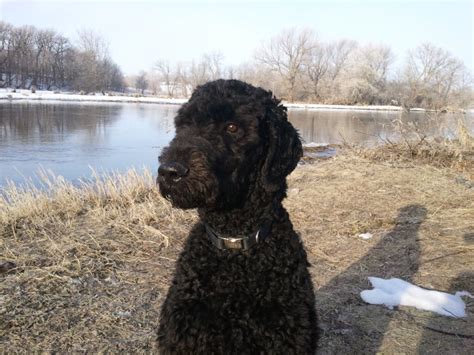Luckily he has crappy hair that doesn't matt, so poodles being retrievers, shaved faces started to make it easier for them to retrieve. Why do most spoos have a shaved face? - Poodle Forum ...