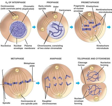 The third stage of mitosis is called anaphase.during anaphase, each pair of chromosomes is separated into two identical, independent chromosomes. Cell Division at Northwestern Middle School - StudyBlue