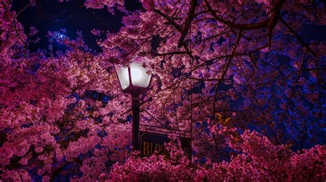 Cherry Blossom Tree Aesthetic Wallpapers Wallpaper Cave