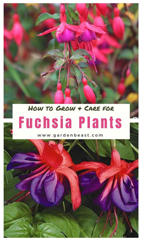 Read Our Complete Guide To Fuchsia Plants For Everything You Will Ever