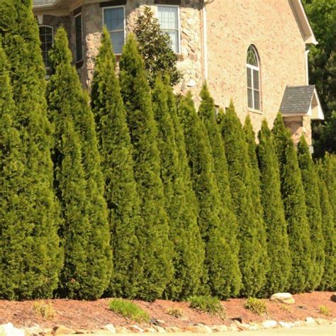 Fast Growing Evergreen Trees Thuja Green Giants Fast Growing Shrubs