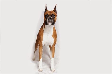 No 8 Boxer 2014s Most Popular Dog Breeds In The Us