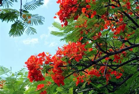 Hawaiian Royal Poinciana Flowering Tree Flowering Trees Royal