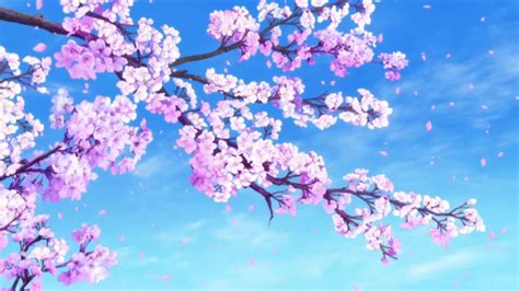 Sakura Wallpapers On Wallpaperdog