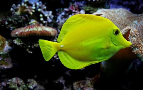 Yellow Tang Fish Free Stock Photo Public Domain Pictures