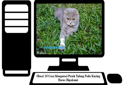 Gejala & resiko patah tulang gejala dan rsiko sangat tergantung pada daerah mana patah tulang tersebut dan seberapa parah patah tulang tersebut. √Baca! 15 Cara Mengatasi Patah Tulang Pada Kucing Harus ...