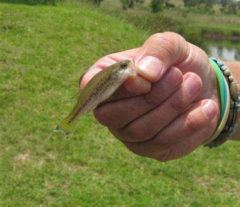 Small Juvenile South African Freshwater Fish And The Beauty They Possess