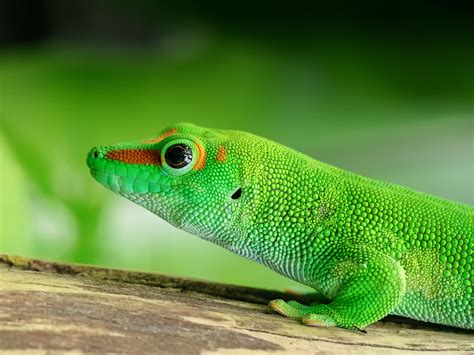 Wallpaper Lizard Reptile Green Color 3456x2592 Goodfon 1180621