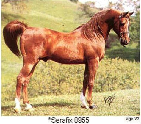 Beautiful Arabian Horses Pretty Horses Horse Love Horse Breeder