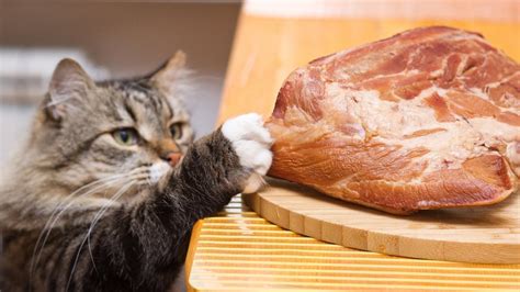 Best Meats For Your Cat Purrfect Love