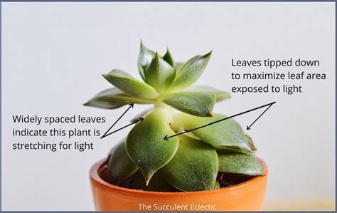 Growing Succulents Indoors 7 Changes To Watch For The Succulent Eclectic