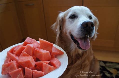 Watermelon Pops For You And Your Dog Golden Woofs